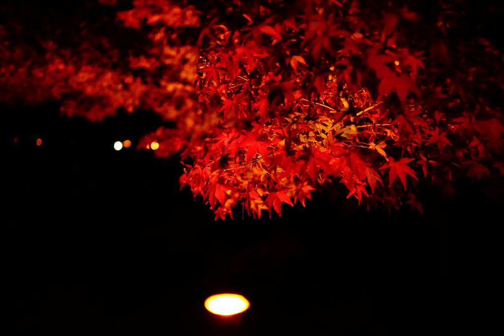 f:id:mako_wis:20181203124339j:plain