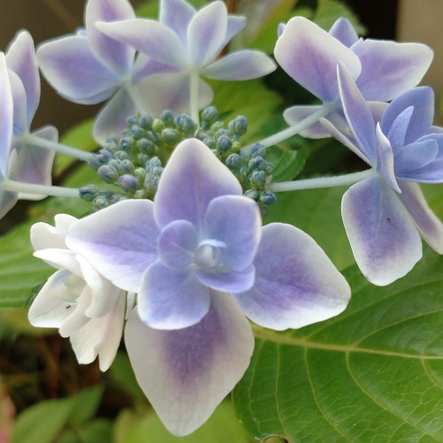 f:id:makoako:20210612232438j:plain