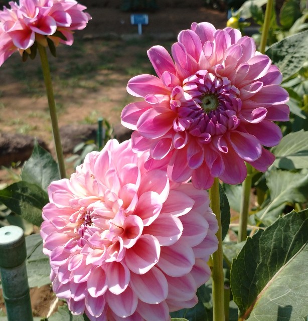 f:id:makoako:20210723004215j:plain