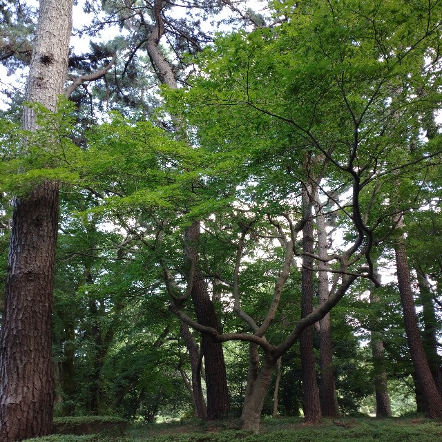 f:id:makoako:20210801000345j:plain