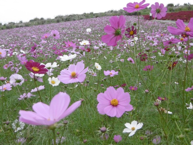f:id:makoako:20210918092555j:plain