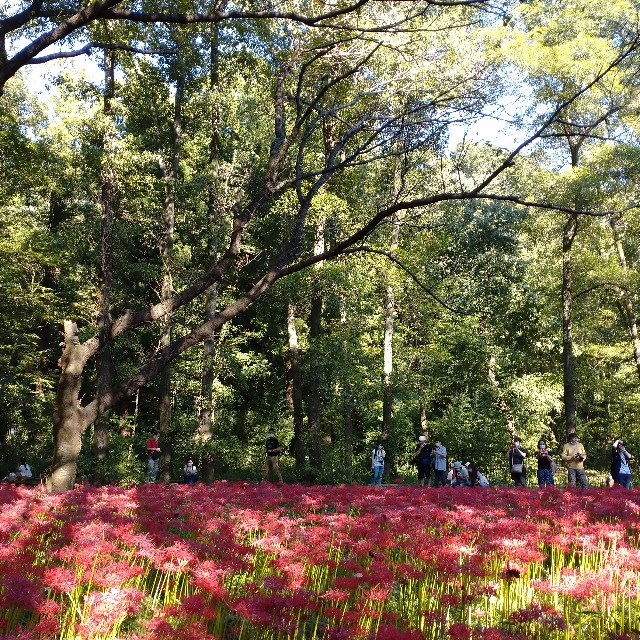 f:id:makoako:20210921003425j:plain