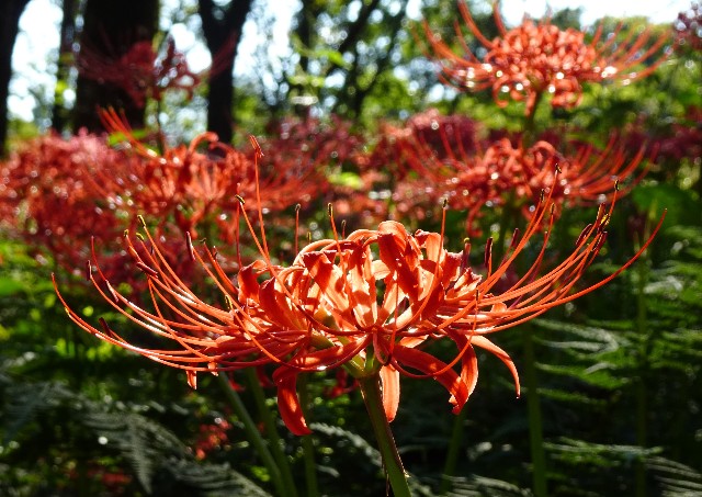 f:id:makoako:20210921003534j:plain