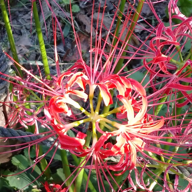 f:id:makoako:20210921003550j:plain