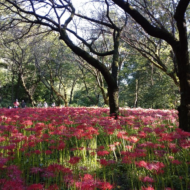 f:id:makoako:20210921003607j:plain