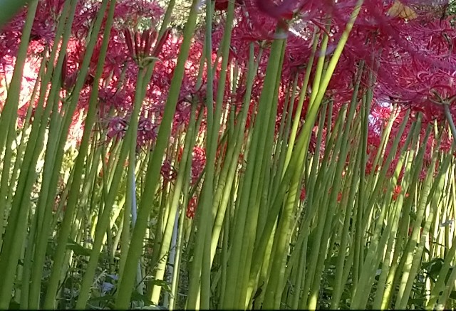 f:id:makoako:20210921003636j:plain