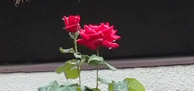 f:id:makoako:20211012125042j:plain