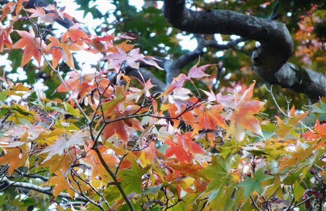 f:id:makoako:20211031093746j:plain