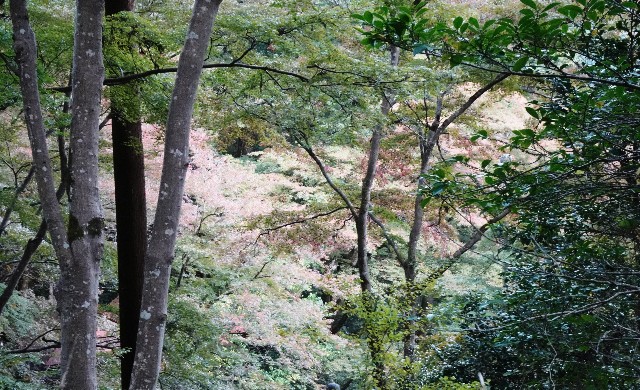 f:id:makoako:20211031094028j:plain