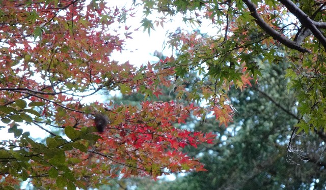 f:id:makoako:20211031094035j:plain