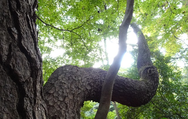 f:id:makoako:20211104071030j:plain