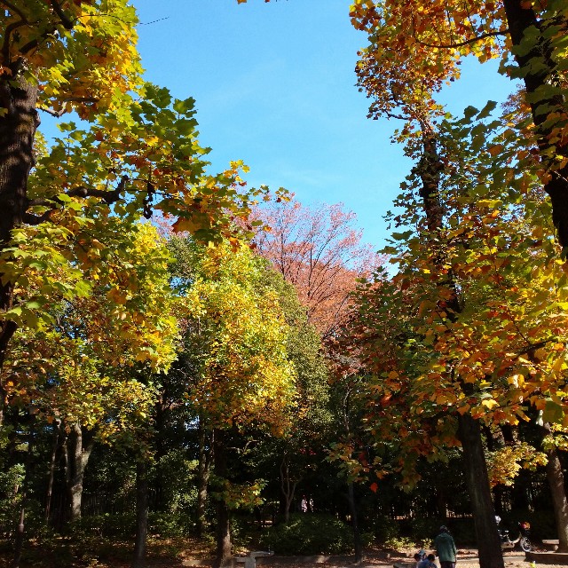 f:id:makoako:20211107001947j:plain
