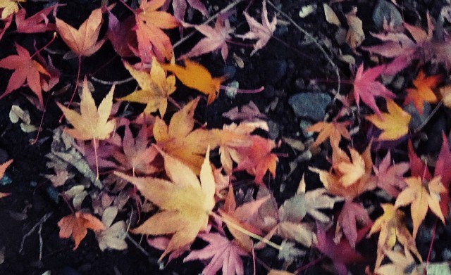 f:id:makoako:20211110124444j:plain
