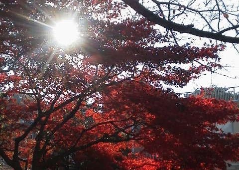 f:id:makoako:20211116071559j:plain