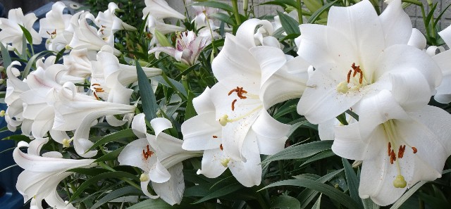 f:id:makoako:20211121011431j:plain