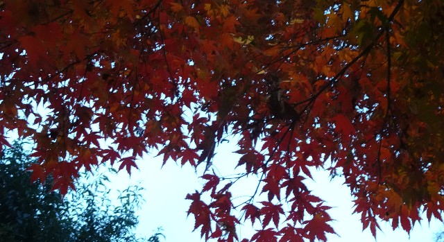 f:id:makoako:20211123000009j:plain