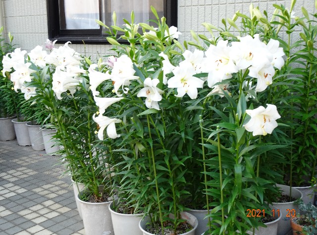 f:id:makoako:20211123012110j:plain
