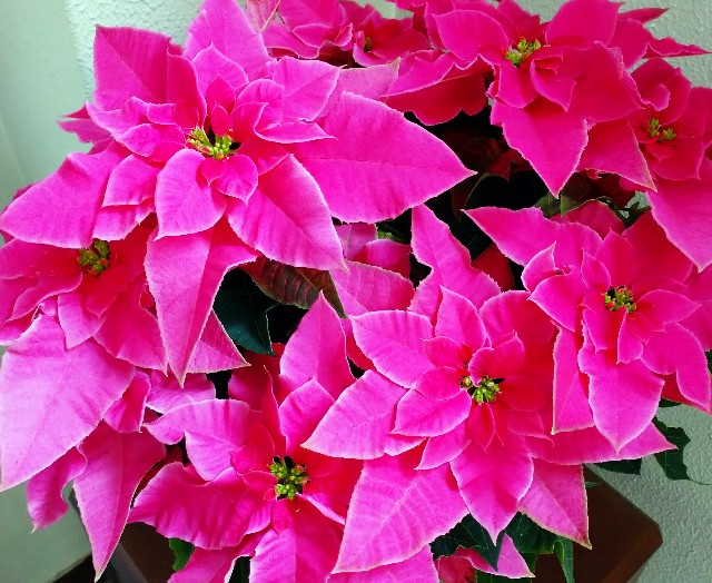 f:id:makoako:20211126181403j:plain