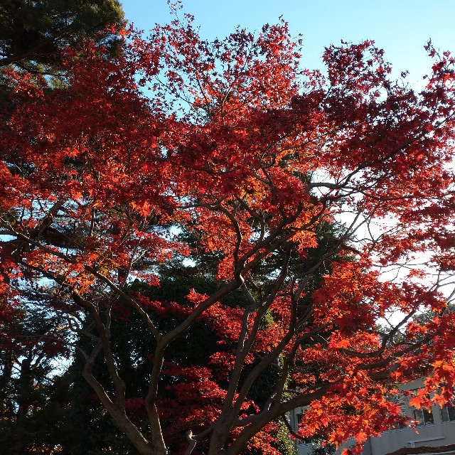 f:id:makoako:20211129183304j:plain