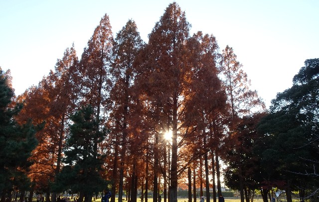 f:id:makoako:20211205085725j:plain