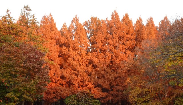 f:id:makoako:20211205090421j:plain