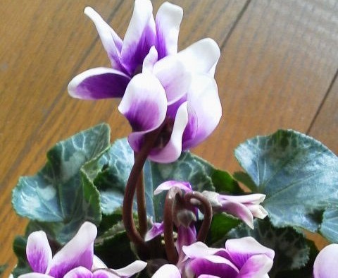 f:id:makoako:20211206000217j:plain