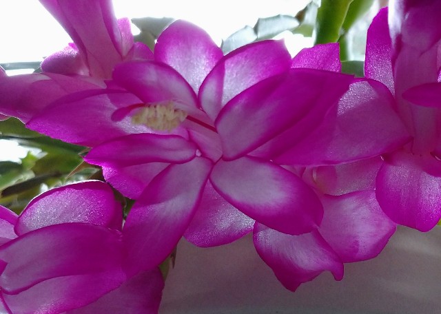 f:id:makoako:20211209174945j:plain