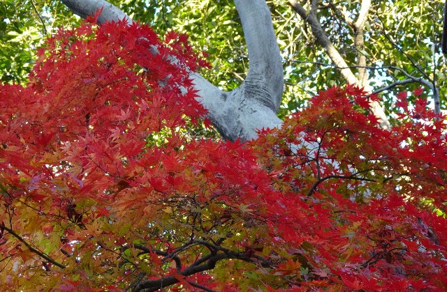 f:id:makoako:20211212011502j:plain