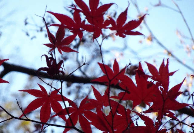 f:id:makoako:20211212011611j:plain