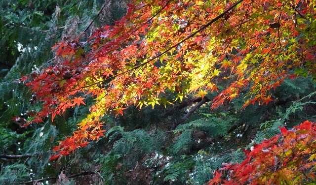 f:id:makoako:20211212012129j:plain