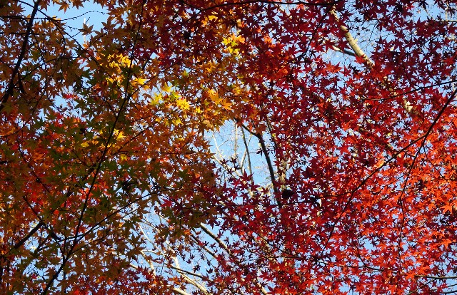 f:id:makoako:20211212012138j:plain