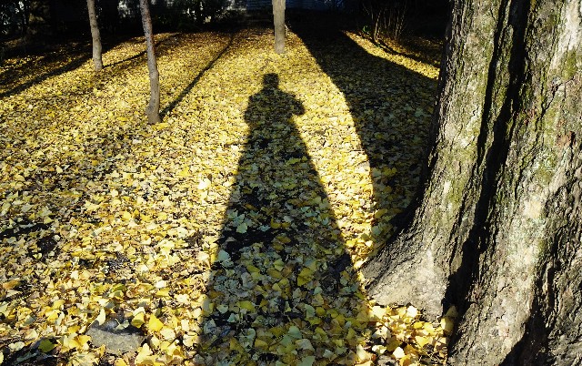 f:id:makoako:20211212012559j:plain