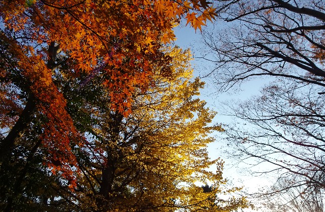 f:id:makoako:20211212012832j:plain