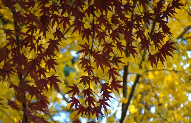 f:id:makoako:20211212012840j:plain