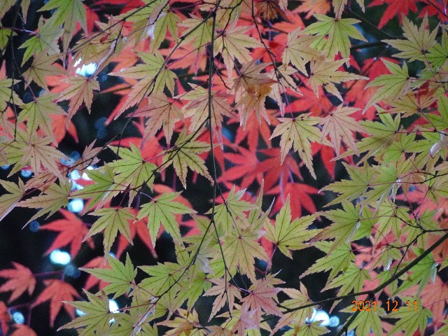 f:id:makoako:20211212081929j:plain
