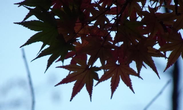 f:id:makoako:20211214175727j:plain