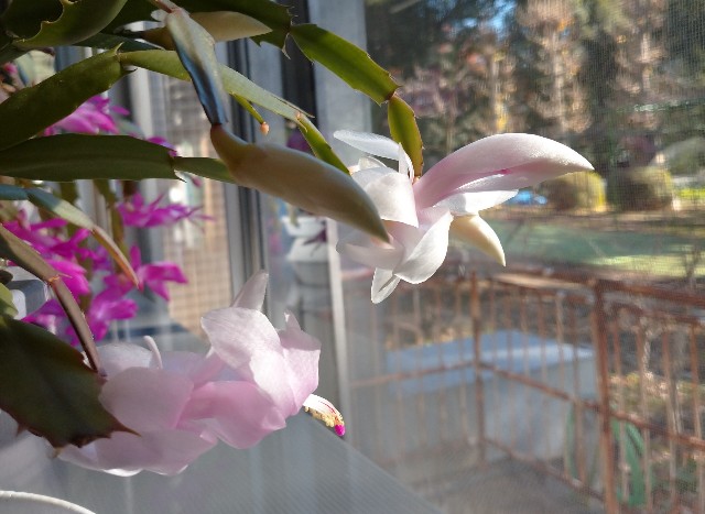 f:id:makoako:20211221001450j:plain