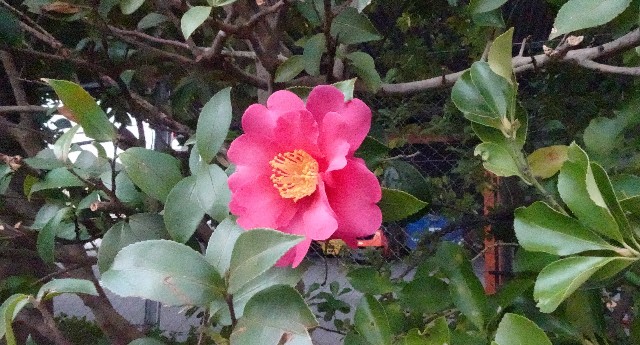 f:id:makoako:20211226090453j:plain