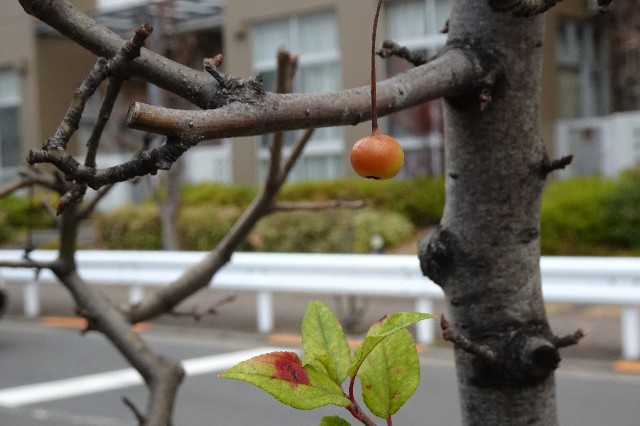 f:id:makoako:20211226090500j:plain