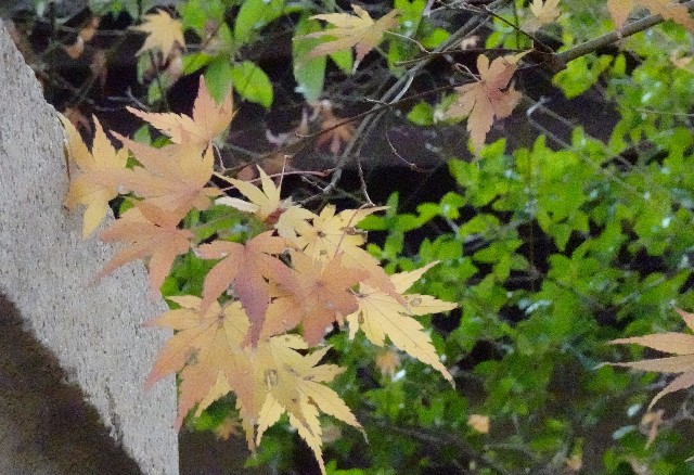 f:id:makoako:20211226092140j:plain