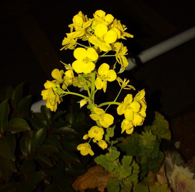 f:id:makoako:20220131234050j:plain