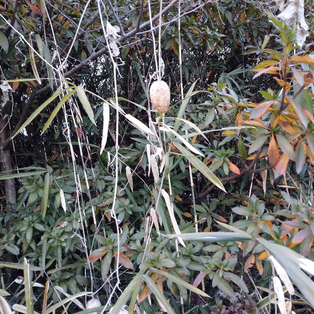 f:id:makoako:20220201174643j:plain