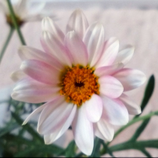 f:id:makoako:20220204001654j:plain