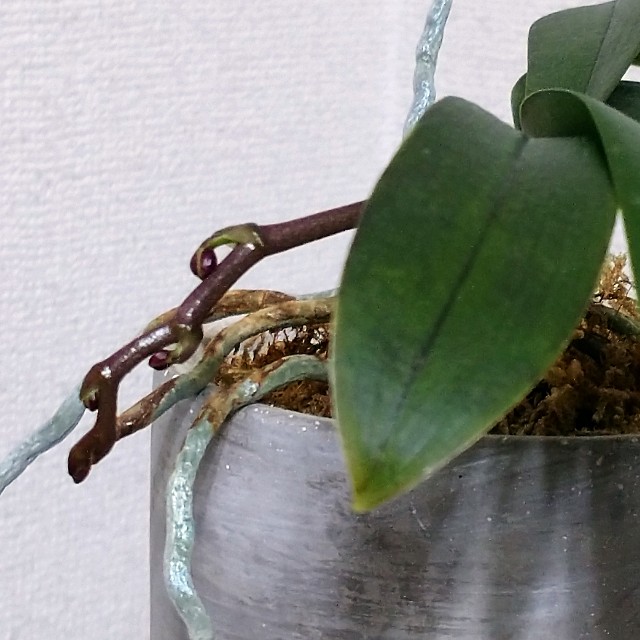 f:id:makoako:20220209005136j:plain