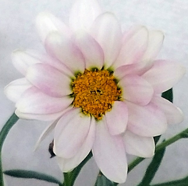 f:id:makoako:20220210003535j:plain