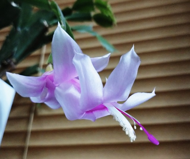 f:id:makoako:20220210175337j:plain