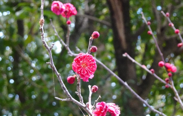 f:id:makoako:20220214005542j:plain