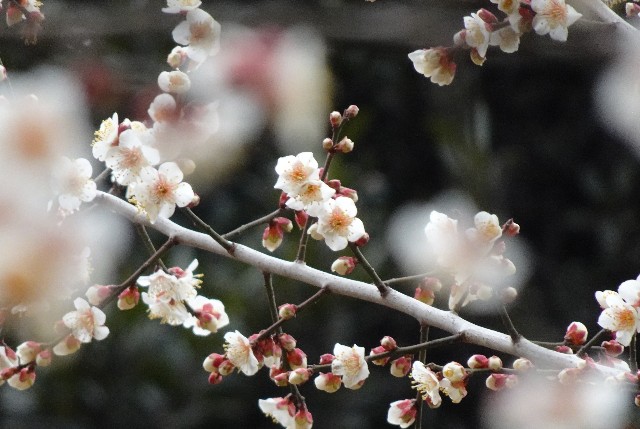 f:id:makoako:20220220112245j:plain