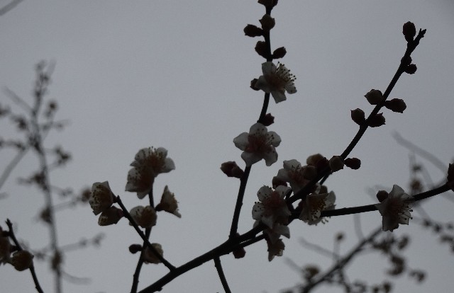 f:id:makoako:20220220112329j:plain