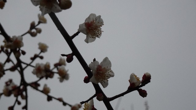 f:id:makoako:20220220112335j:plain